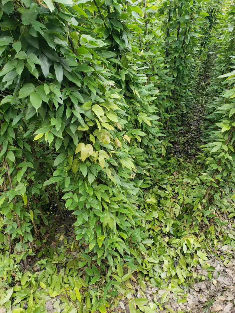 油麻藤价格走势分析，市场趋势、影响因素与选购指南