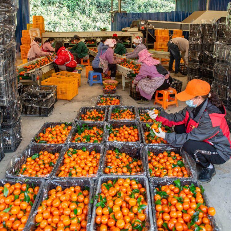 沙糖桔最新动态,探索自然美景之旅,寻觅内心平和之韵