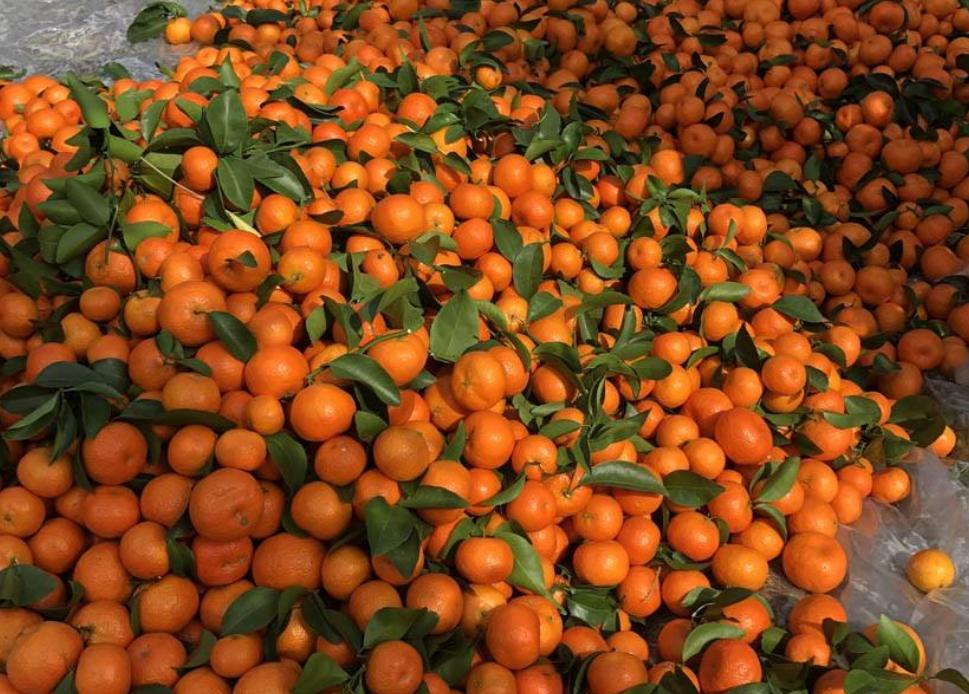 沙糖桔最新动态,探索自然美景之旅,寻觅内心平和之韵