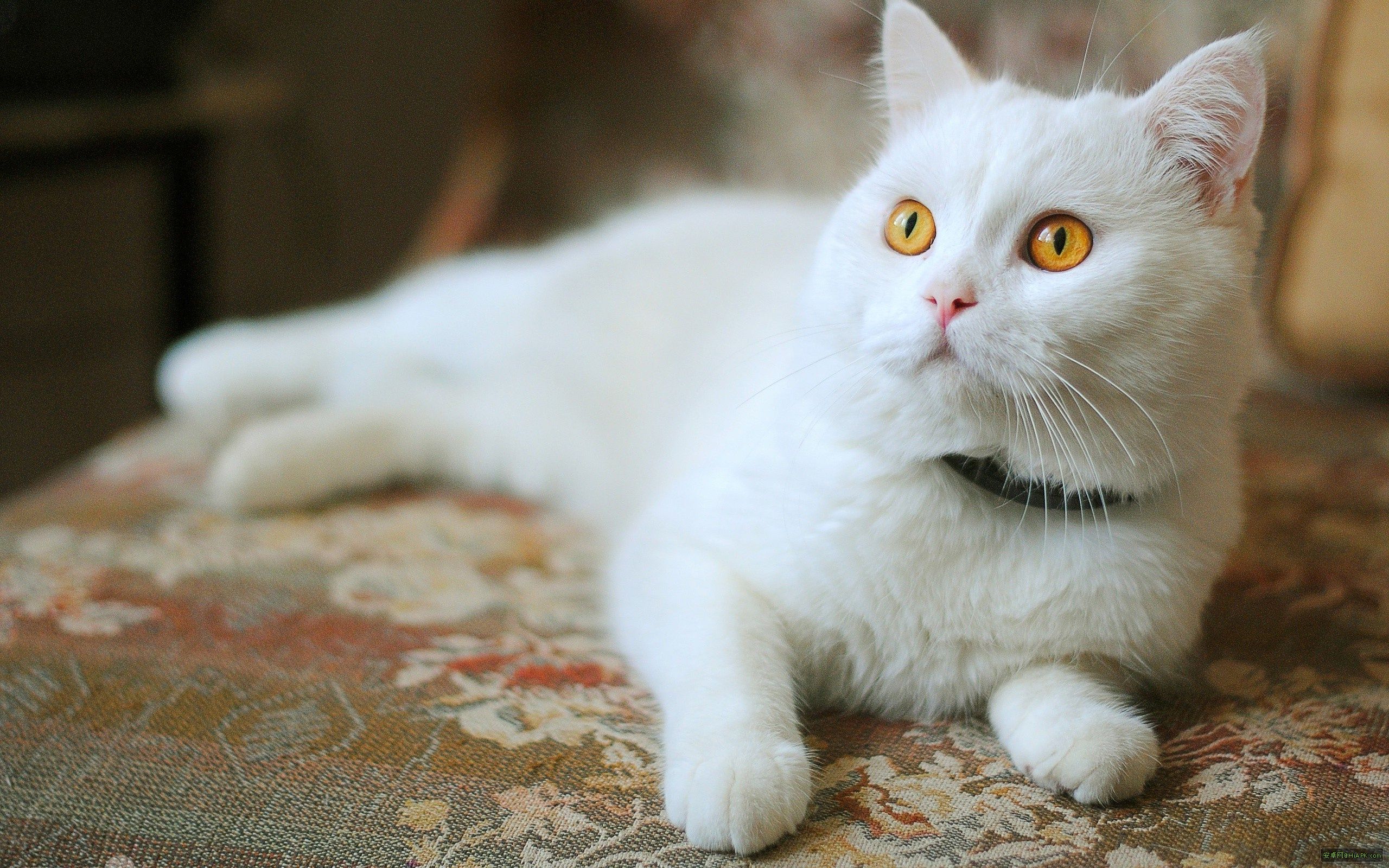 猫咪网最新更新，猫趣日常与暖心友情的分享