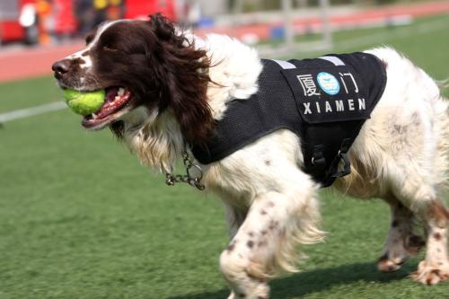 揭秘史宾格犬价格真相，一篇文章全面了解史宾格犬价格！