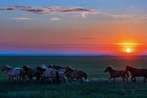 最新草原歌曲混搭，音乐、友情与草原的温馨交响