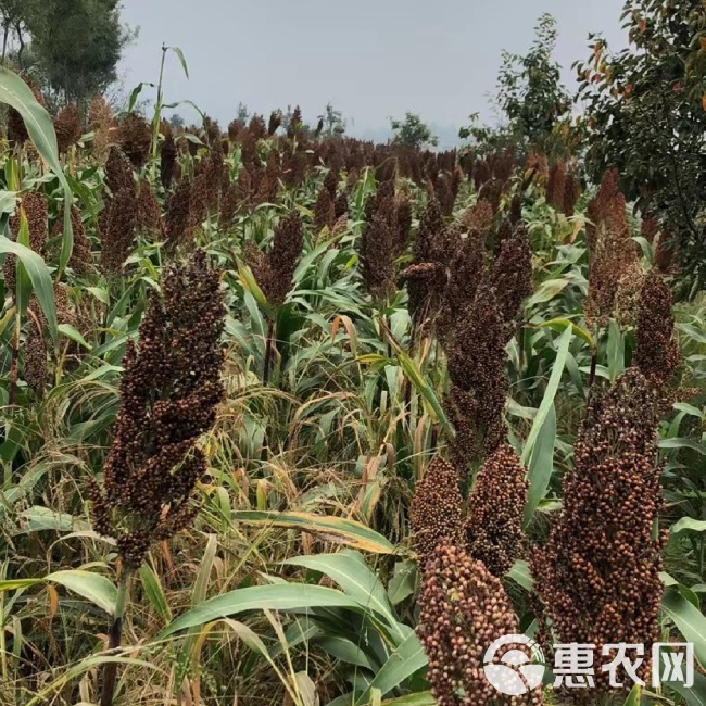 糯高粱价格分析，市场走势、影响因素与价值评估