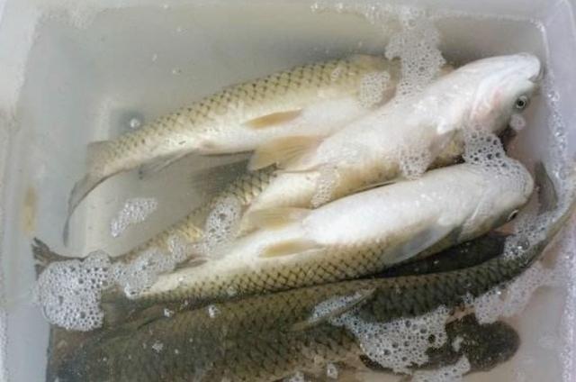 野钩江湖风云再起，最新视频全集大放送